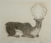 Summer Caribou