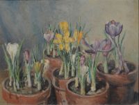 SPRING CROCUSES IN POT